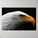 Recherche de aigle noir art Sauvage