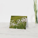 Recherche de coton vœux cartes Photographie