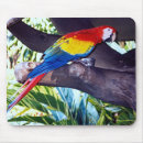 Recherche de bird tapis souris Tropical