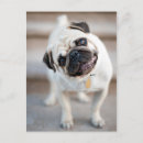 Recherche de pug dog cartes postales Pet