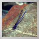 Recherche de libellule et damselfly art Mouche