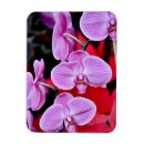 Recherche de orchidées magnets Rose