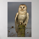 Recherche de barn owl posters Grange