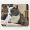 Recherche de chat gris blanc tapis souris Animal