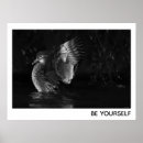 Recherche de canard blanc posters Oiseau