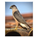 Recherche de hawk posters Nature
