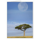 Recherche de acacia cartes postales Réserve faunique