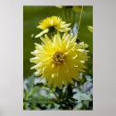 Recherche de fleur de dahlia posters Jaune