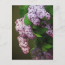 Recherche de couleur lilas cartes postales Fleur