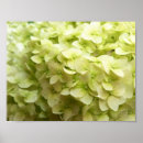 Zoek naar witte achtergrond posters Bloemen