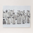 Recherche de pingouin bébé puzzles Animal