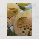 Recherche de renard floral cartes postales Botanique