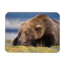 Recherche de steve magnets Amérique du nord