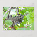 Recherche de gorge cartes postales Animal