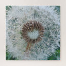 Recherche de dandelion puzzles Floral