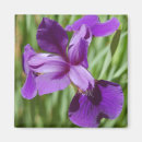 Zoek naar iris magneten Flora