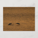 Recherche de coucher soleil dauphin cartes invitations Orange