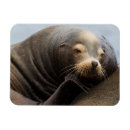 Recherche de ken magnets Californie