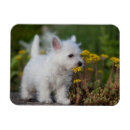 Recherche de westie magnets Dog