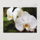 Recherche de phalaenopsis cartes postales Botanique