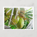 Recherche de noix de coco cartes postales Photographie