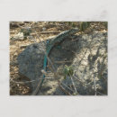 Recherche de fouet cartes postales Nature