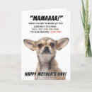Zoek naar chihuahua Schattige chihuahua