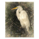 Recherche de grand héron blanc posters Ornithologie