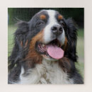 Recherche de chien de montagne bernese puzzles Bernese mountain dog
