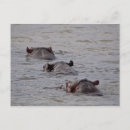 Recherche de hippopotame cartes postales Afrique