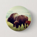 Recherche de bisons de buffle badges Faune