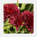Recherche de chrysanthèmes ornements Floral
