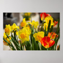 Zoek naar gele narcis posters Schattig