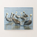 Zoek naar pelican puzzels Pelikanen