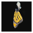Zoek naar monarch vlinders posters Insect