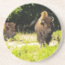 Recherche de bison dessous de verres Sauvage