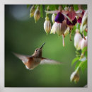 Recherche de hummingbird posters Flower