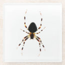 Recherche de arachnide dessous de verres Pour tous