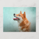 Recherche de inus shiba cartes postales Animaux