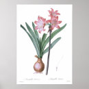 Recherche de belladone Amaryllis