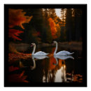 Recherche de cygnes blancs posters Toute personne