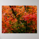 Recherche de érable japonais posters Automne