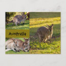 Recherche de kangourou joey cartes postales Animal
