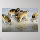 Recherche de meute de loups posters Animal