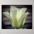 Recherche de rayure florale photographie Fleur
