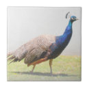 Zoek naar mooie vogel tegels Wild
