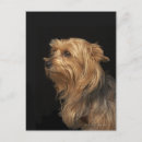 Recherche de gauche cartes postales Animaux domestiques