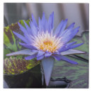 Recherche de nénuphars carreaux Fleurs