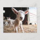 Recherche de mignon cartes postales Ferme