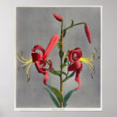 Zoek naar lelie bloemen posters Leugens
